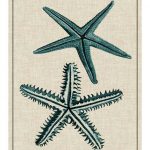 Coastal Starfish I