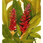 Tropical Red Ginger