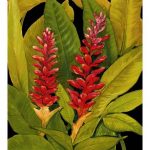 Dramatic Red Ginger