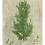 Emerald Seaweed I