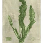 Emerald Seaweed IV