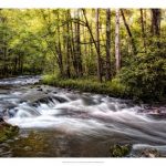 Sunlight on Jake's Creek II