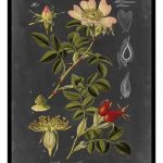 Midnight Botanical I