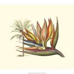 Bird of Paradise I