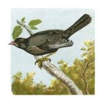 Mini Vintage Birds IV