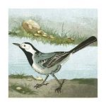 Mini Vintage Birds VI