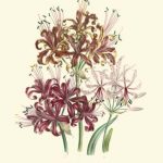 Lily Garden III