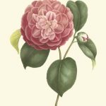 Camellia Blooms I