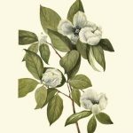 Delicate Foliage II