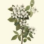 Delicate Foliage III