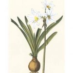 Belladonna Lilies III