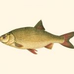 Small Antique Fish II