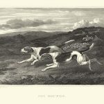 Foxhounds