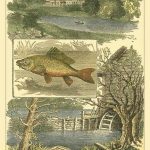 Fisherman's Vignette II