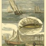 Fisherman's Vignette IV