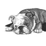 Gracie the Bulldog
