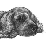 Charlie the Cocker Spaniel