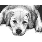 Kailie the Yellow Lab