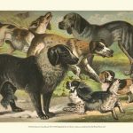 Johnson's Dog Breeds III