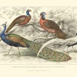 Peacock & Pheasants