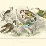 Goldfinch, Buntings & Wrens