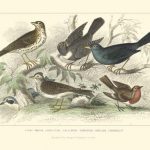 Skylark, Songthrush & Redbreast