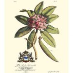 Royal Botanical V