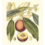 Fantastical Botanical III