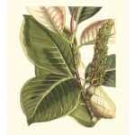 Fantastical Botanical IV