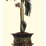 Elongated Potted Palm II