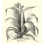 B&W Besler Aloe Americana