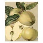 Apple Harvest II