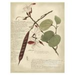 Descube Botanical III