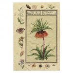 India Nature Study I