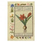 India Nature Study II