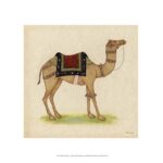 Camel from India I