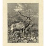 Vintage Roe Deer II