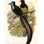 Gould Bird of Paradise I