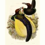 Gould Bird of Paradise IV