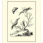 B&W The Hummingbirds (1742)