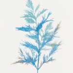 Whimsical Botanical I