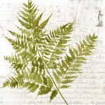 Fern I