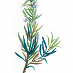 Rosemary