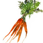 Carrot