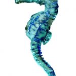 Sea Horse