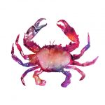 Multicolored Crab