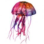 Multicolored Jellyfish