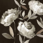 Peonies on Ebony