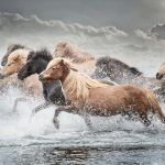 Horse_Run_IV