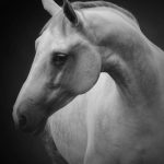 White Horse Portrait